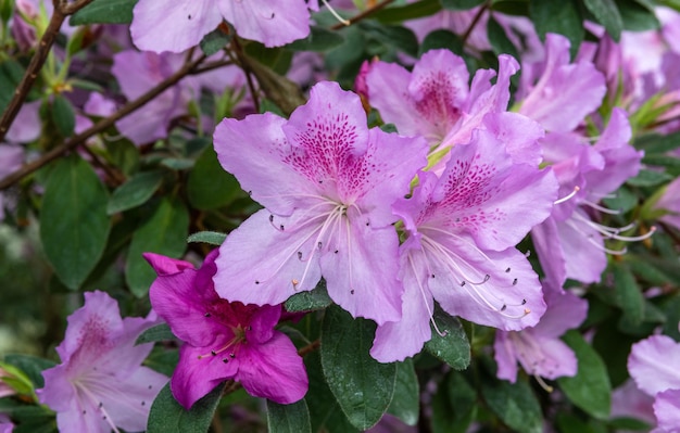 Foto azalea pianta arbustiva ornamentale della famiglia delle eriche con fiori rosa bianchi gialli o rossi