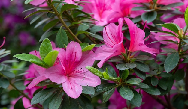写真 ツツジ ピンク、白、黄色または赤の花を持つヘザー科の観賞用低木植物