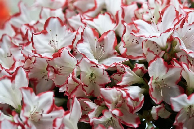 진달래 식물 (Rhododendron sp.)