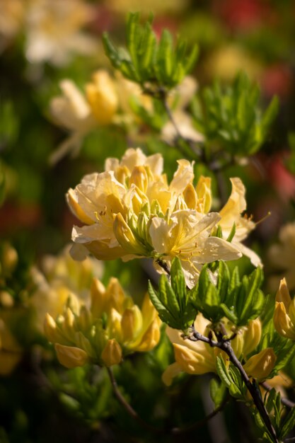 Azalea's bloemen