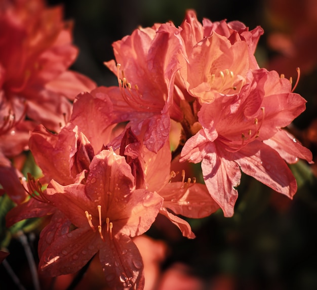 Azalea's bloemen