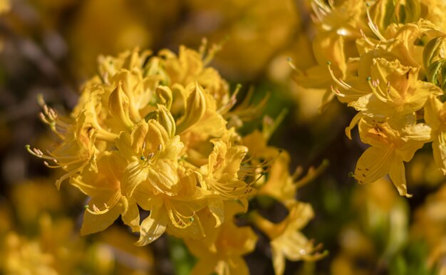 Azalea's bloemen