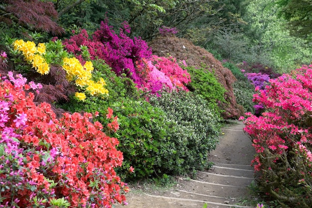 Azalea's in volle bloei