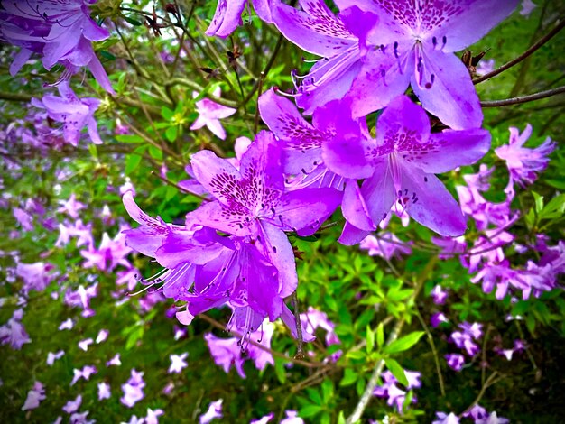 Azalea