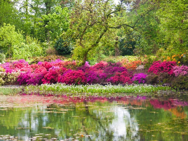 Foto azaleaarboretumgandbelgium