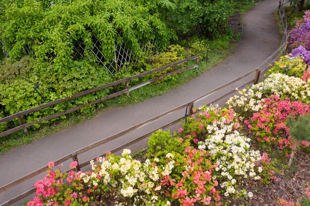 Azaleas bloom on a flower bed in the park. Multicolored spring flowers.