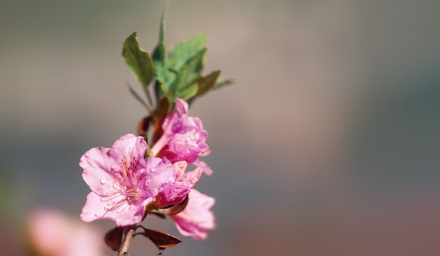 Azaleas flowers