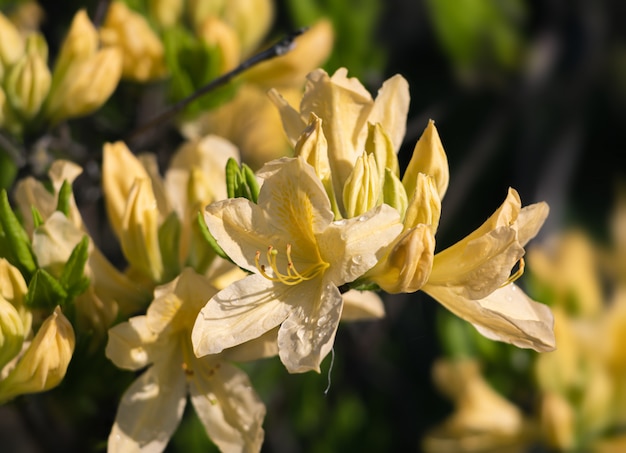 Azaleas flowers