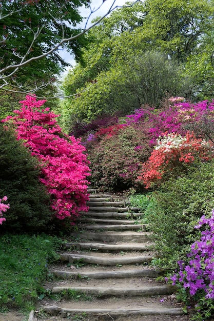 Azaleas in Full Bloom