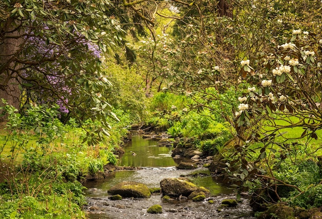 Azaleas and Rhododendron trees surround stream in spring