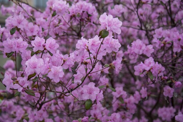 아잘 리아 부시