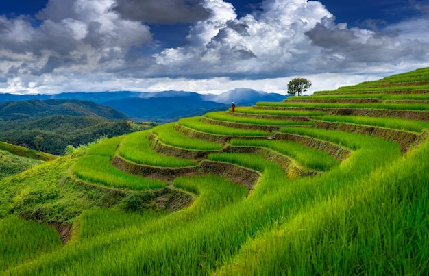 Foto aziatisch rijstveldterras aan de bergkant in het dorp pabongpiang in de provincie chiang mai