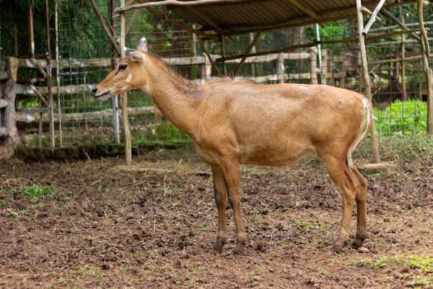 Aziatische antilope, Nilgai, endemische antilope in India