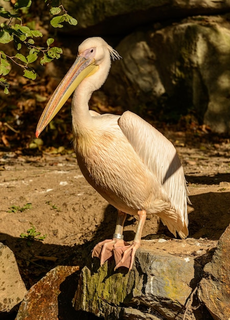 Foto aziatische beroerte