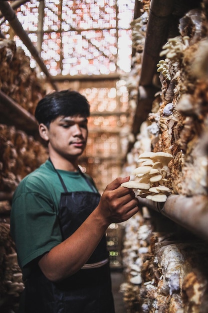 Aziatische boer die oesterzwammen controleert in de kas Biologisch boerenbedrijf