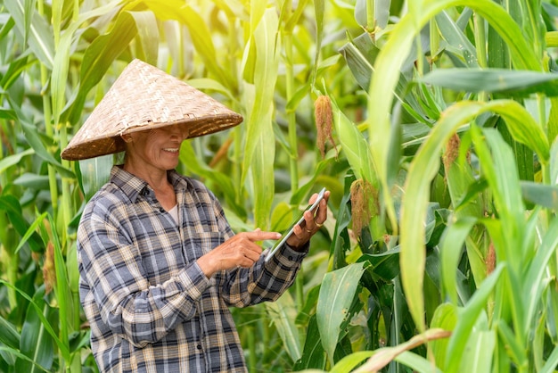 Aziatische boer die technologie van tablet gebruikt die maïs in het veld landbouw inspecteert