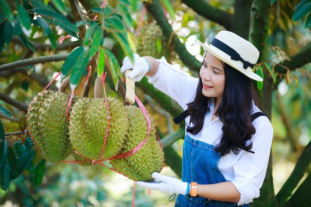 aziatische boer klopt haar durian fruit voor het oogsten