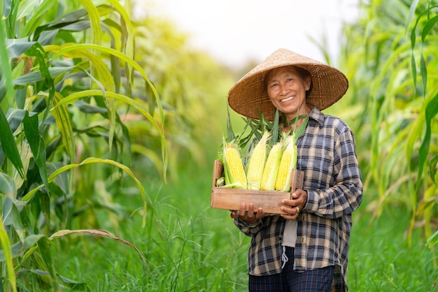 Aziatische boer lacht en houdt een krat vol suikermaïs vast die in het maïsveld staat