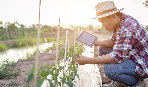 Aziatische boer met behulp van tablet en het controleren van zijn plant of groente (chili boom)