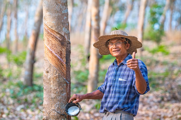 Aziatische boer met kopjes latex rubberboom in rubber plantage