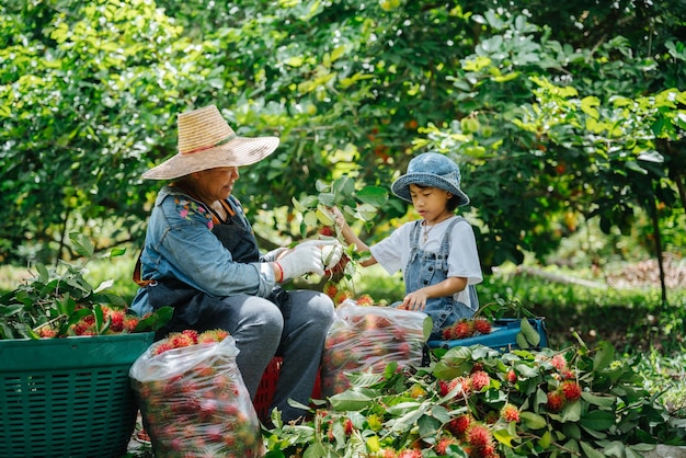 Aziatische boer oma en kleindochter oogsten verse ramboetan in de ramboetan-tuin, gelukkig Biologisch fruitlandbouwconcept