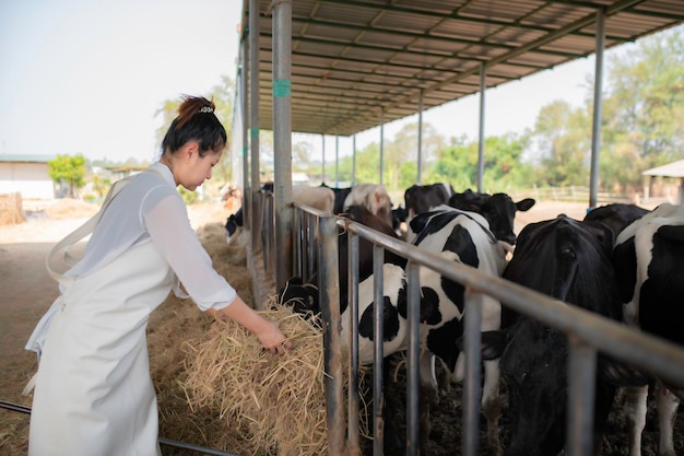 Aziatische boer werkt op een landelijke melkveehouderij buiten de stad Jonge mensen met een koe