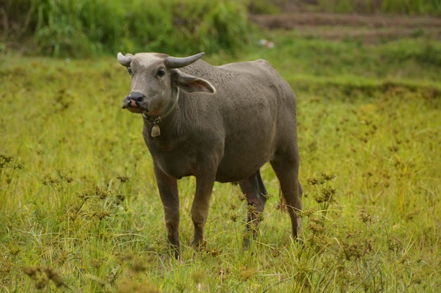 Aziatische buffel staande op gras