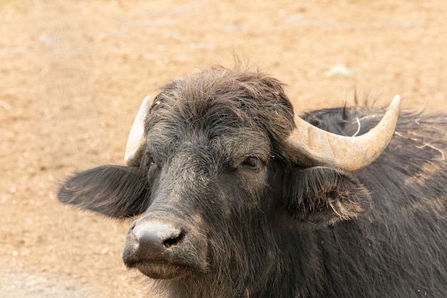 Aziatische buffels buitenshuis