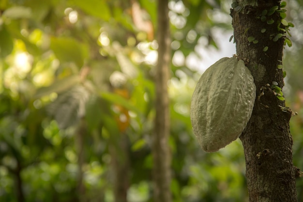 Aziatische Cacao Fruitboom