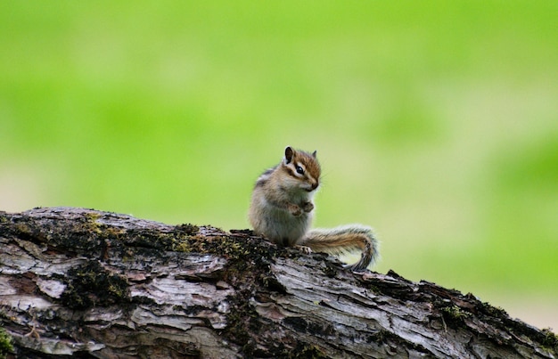 Aziatische Chipmunk (Tamias sibiricus) op de stam van een omgevallen boom. West-Siberië. Rusland