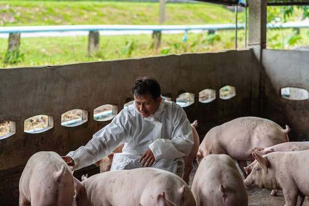 Aziatische dierenarts die en het varken in varkensfokkerijen, dieren en varkensfokkerij werkt controleert