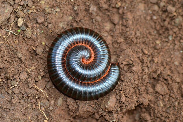 Aziatische gigantische duizendpoot siamese puntige staart duizendpoot ronde rug opgerold in de tuin