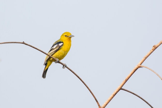 Aziatische Gouden Wever op een tak op aardscène. Dier. Vogel.