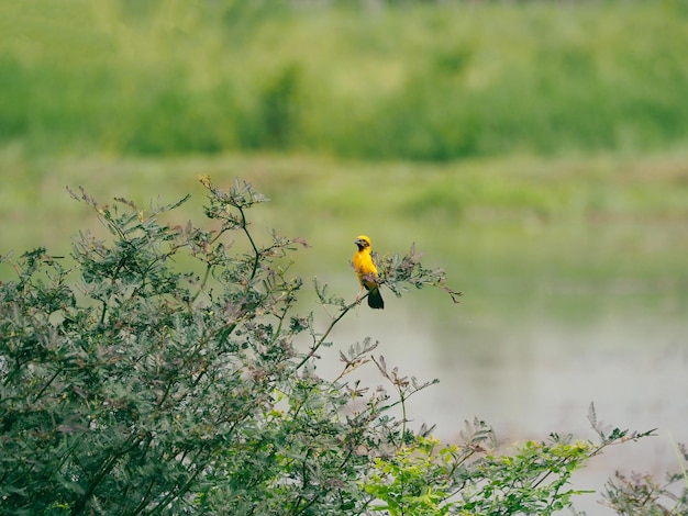 Aziatische Gouden Wevervogels