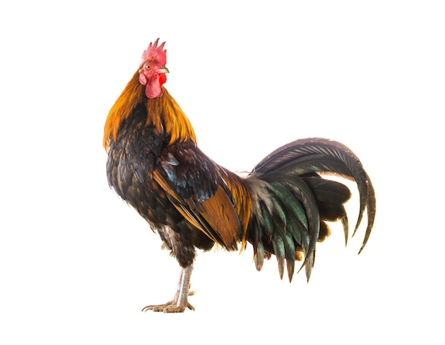 Aziatische haan geïsoleerd op wit