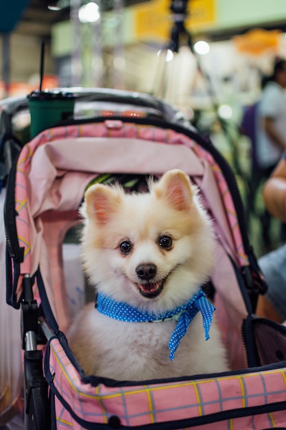 Aziatische hondeigenaar en de hond in huisdieren expo