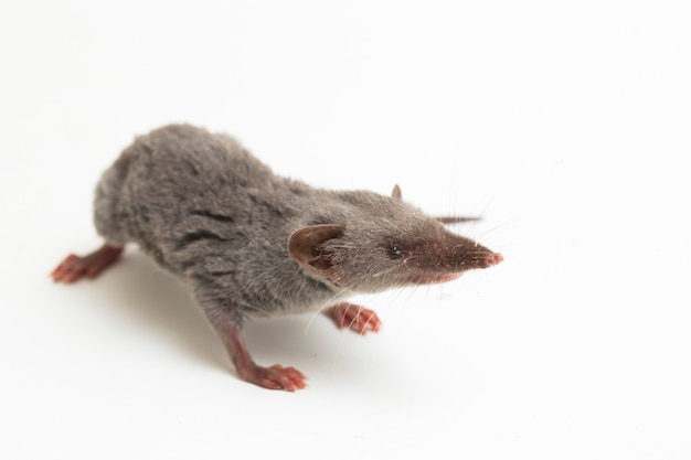 Aziatische huisspitsmuis of bruine muskusspitsmuis Suncus murinus geïsoleerd op witte achtergrond