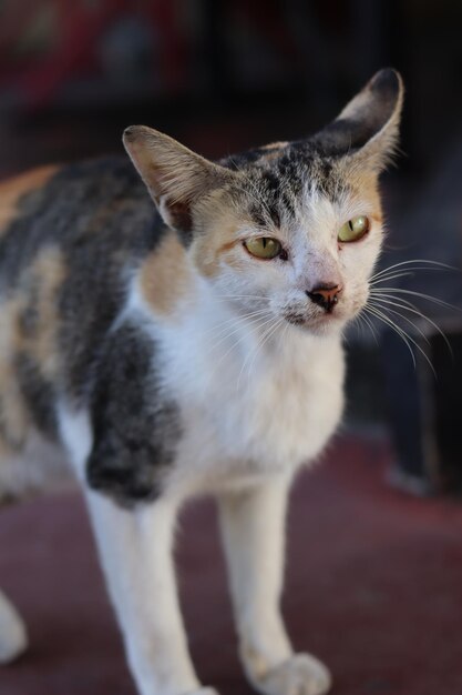 Aziatische kat staart aandachtig.