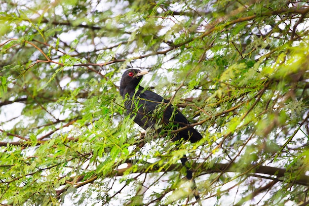 Aziatische Koel, Man, Eudynamys scolopaceus, neergestreken op een boomtak, rood oog, zwarte veer