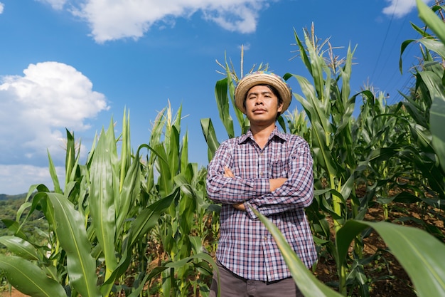 Aziatische landbouwer in hoed die zich in zijn landbouwbedrijf op graangebied bevinden onder blauwe hemel in de zomer