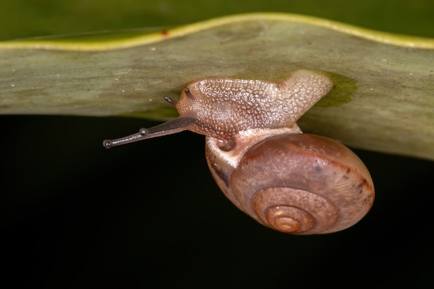 Aziatische landloperenslak van de soort bradybaena similaris