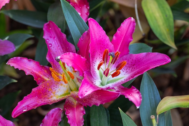 Aziatische lelie of Aziatische lelies bloeien in tuin