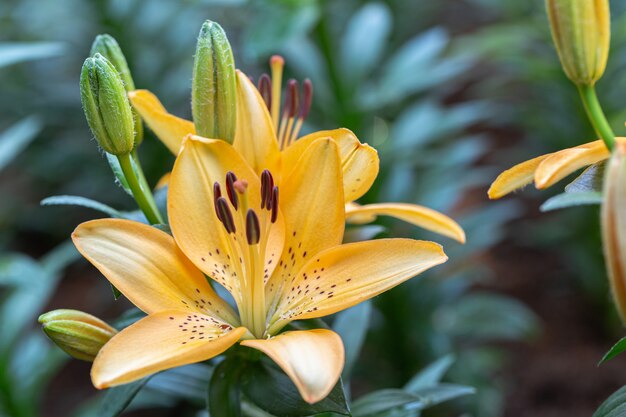 Aziatische leliebloem in tuin