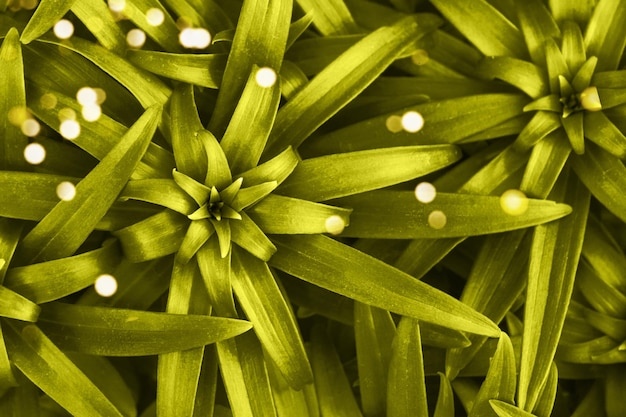 Aziatische lelieplant Lelie jonge tuinbladeren