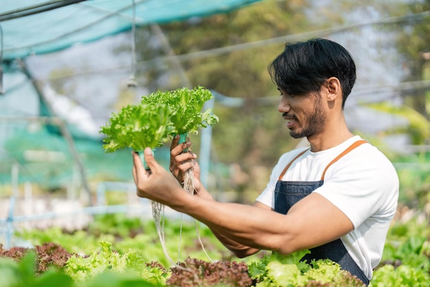 Aziatische man boer werken in biologische groenten hydrocultuur boerderij Mannelijke hydrocultuur salade tuin eigenaar controleren kwaliteit van groente in kas plantage Voedselproductie bedrijfsconcept industrie