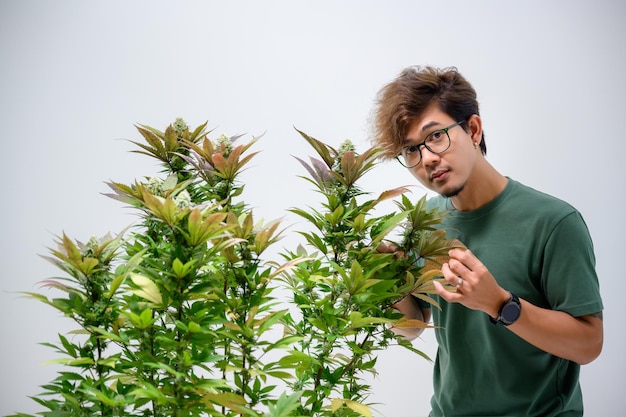 Aziatische man met een boeket cannabis Blij om de cannabisbloem te ruiken Een soort met een hoog CBD-gehalte gratis cannabisconcept