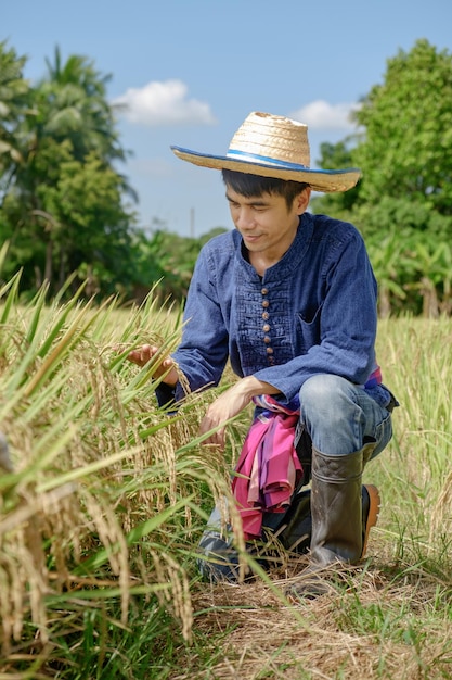 Aziatische mannelijke boer die traditionele blauwe jurk draagt Zittend op zoek naar rijst in het midden van het veld