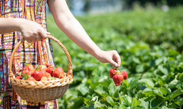 Aziatische mooie vrouw plukt aardbei in de fruittuin op een zonnige dag. Verse rijpe biologische aardbeien in een houten mand, een mand vol fruit opvullen. Seizoensfruit plukken buiten.