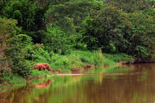 Foto aziatische olifant die gras eet naast rivier