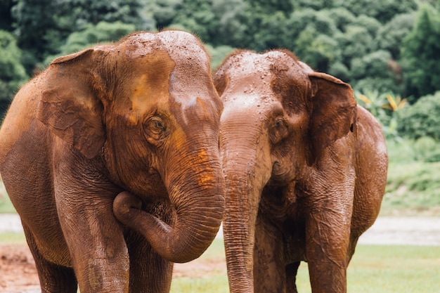 Aziatische olifant in een aard bij diep bos in thailand